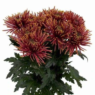 Chryzantéma G TULA COPPER