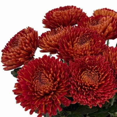 Chryzantéma G TUSCA