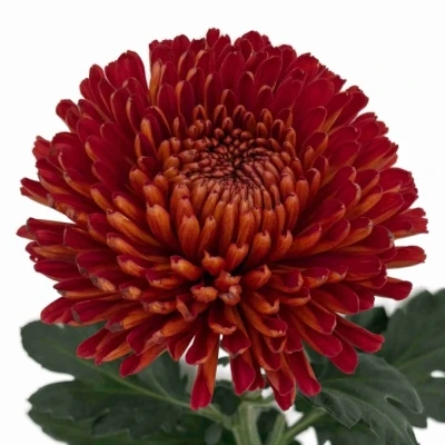 Chryzantéma G TUSCA 100 g