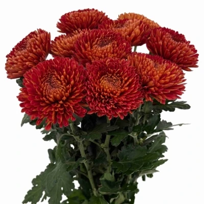 Chryzantéma G TUSCA