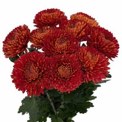 Chryzantéma G TUSCA