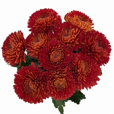 Chryzantéma G TUSCA