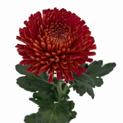 Chryzantéma G TUSCA