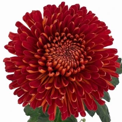 Chryzantéma G TUSCA