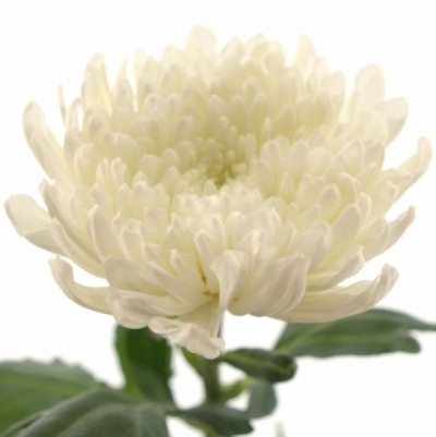 Chryzantéma G TUTU 85 g