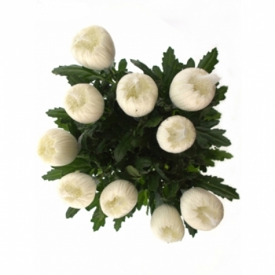 Chryzantéma G TUTU 85 g