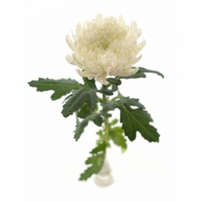 Chryzantéma G TUTU 85 g