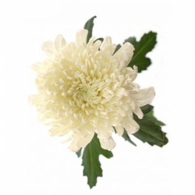 Chryzantéma G TUTU 85 g