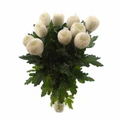 Chryzantéma G TUTU 85 g