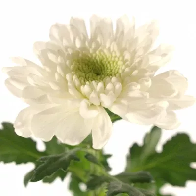 Chryzantéma G WILHELMINA 85g