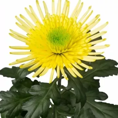 Chryzantéma G YARADA 90g