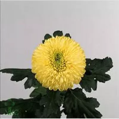 Chryzantéma G YELLOW BORIS BECKER 80g