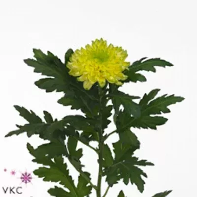 Chryzantéma G ZEMBLA BRASIL 70g