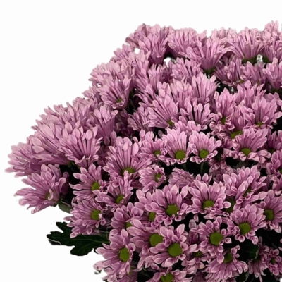 Chryzantéma SAN AAA BLUFF 1000 g