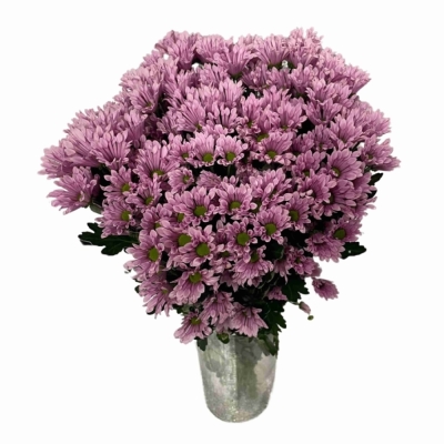 Chryzantéma SAN AAA BLUFF 1000 g