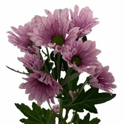 Chryzantéma SAN AAA BLUFF 1200 g