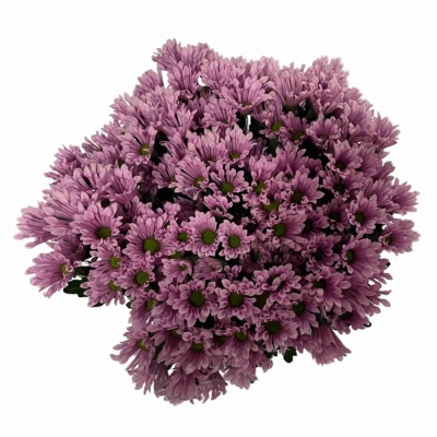 Chryzantéma SAN AAA BLUFF 1000 g