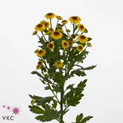 Chryzantéma SAN AAA CEDIS YELLOW 1200g