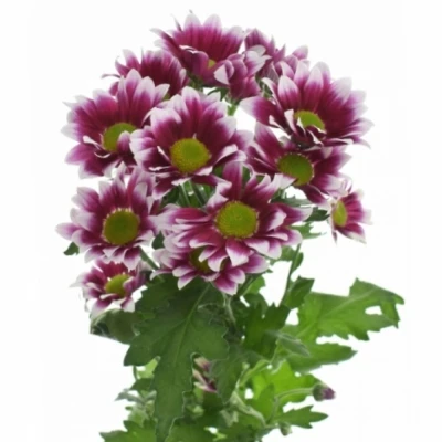 Chryzantéma SAN AAA DOPPIA 1150 g