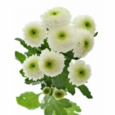 Chryzantéma SAN AAA DORIA WHITE 1000g