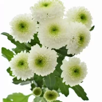 Chryzantéma SAN AAA DORIA WHITE 1000g