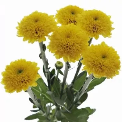 Chryzantéma SAN AAA DORIA YELLOW 1050g