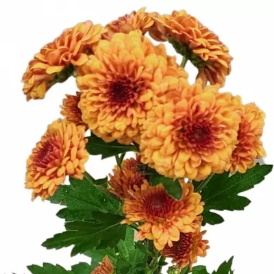 Chryzantéma SAN AAA EDVALDO 1100g