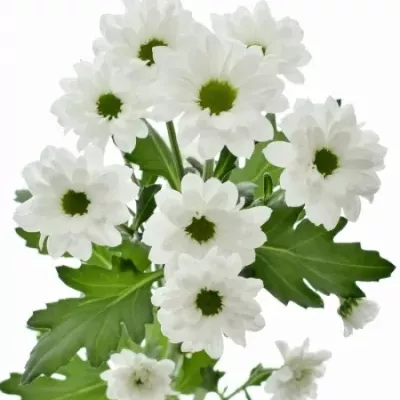 Chryzantéma SAN AAA FLORABELL 1000g