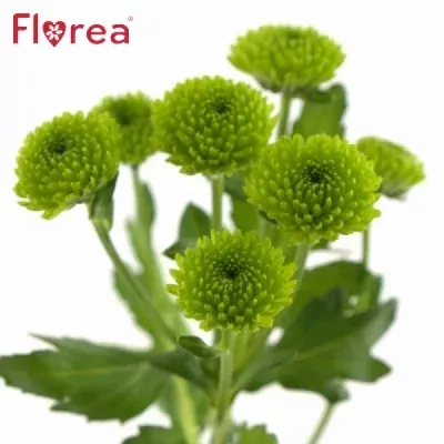 Chryzantéma SAN AAA FUTURE 1200g