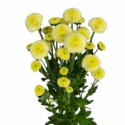 Chryzantéma SAN AAA GOGO CREAM 1100g