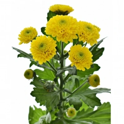 Chryzantéma SAN AAA GOGO YELLOW 1250g