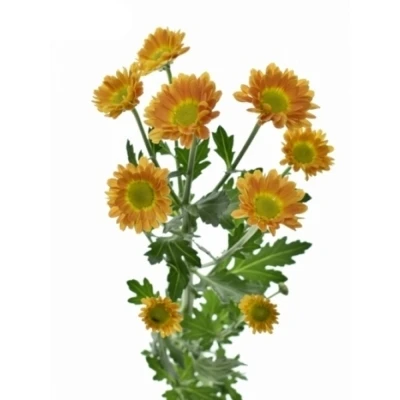 Chryzantéma SAN AAA INSTA 1200g