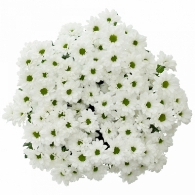 Chryzantéma SAN AAA INZELL