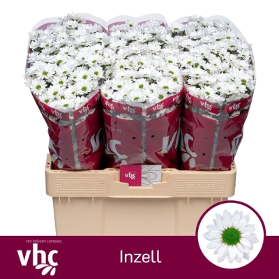 Chryzantéma SAN AAA INZELL 1000 g