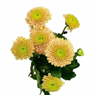 Chryzantéma SAN AAA JEANNY PEACH 1100g