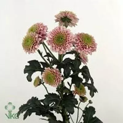 Chryzantéma SAN AAA JEANNY PINK 950g