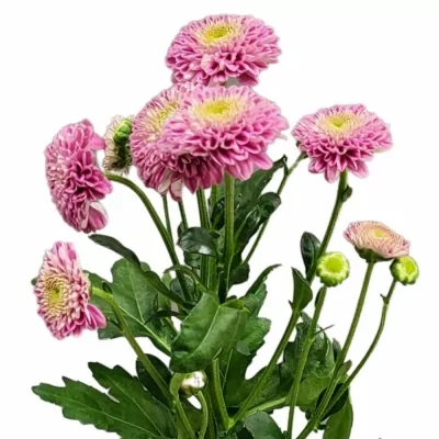 Chryzantéma SAN AAA JEANNY PURPLE 1000g