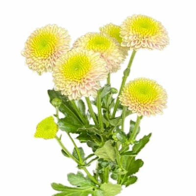 Chryzantéma SAN AAA JEANNY ROSY 1100g