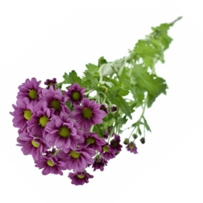 Chryzantéma SAN AAA KRISSI PURPLE