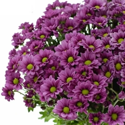 Chryzantéma SAN AAA KRISSI PURPLE