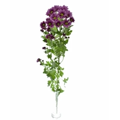Chryzantéma SAN AAA KRISSI PURPLE