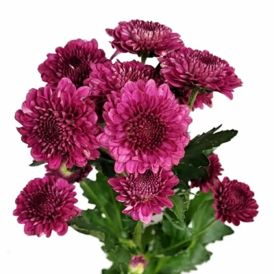 Chryzantéma SAN AAA PIMPEL 1200g