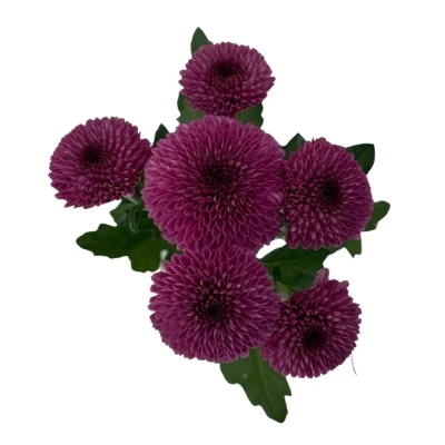 Chryzantéma SAN AAA RUBINKA