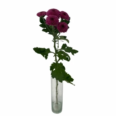 Chryzantéma SAN AAA RUBINKA