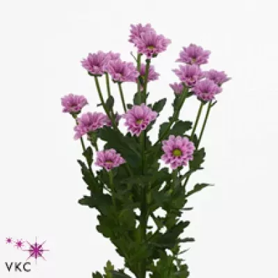 Chryzantéma SAN AAA SPOKY 1250g