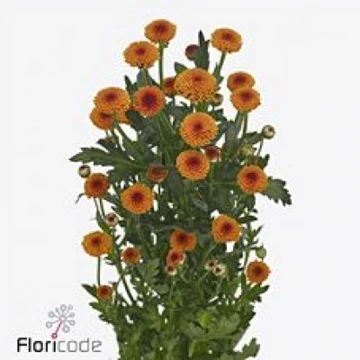 Chryzantéma SAN AAA TOOGOOD 800g