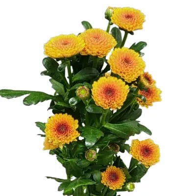 Chryzantéma SAN AAA TOSS ORANGE 1150 g