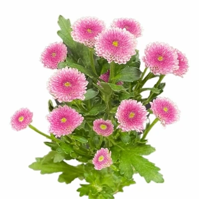 Chryzantéma SAN AAA TOSS PURPLE 1200g