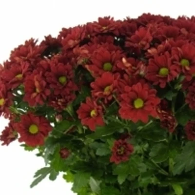 Chryzantema SAN ADORA 1000g