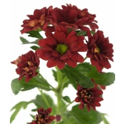 Chryzantema SAN ADORA 1000g